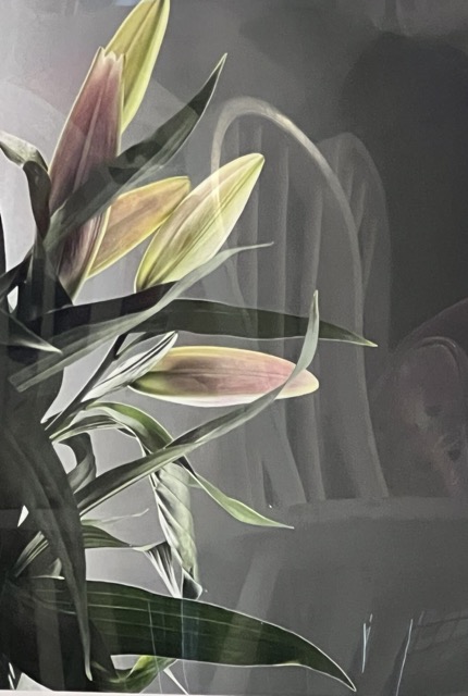 Matthew 6:26 Lillies
